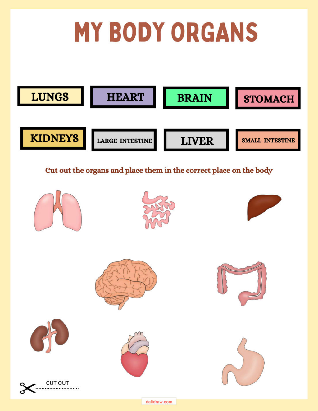 Cut and paste organs activity