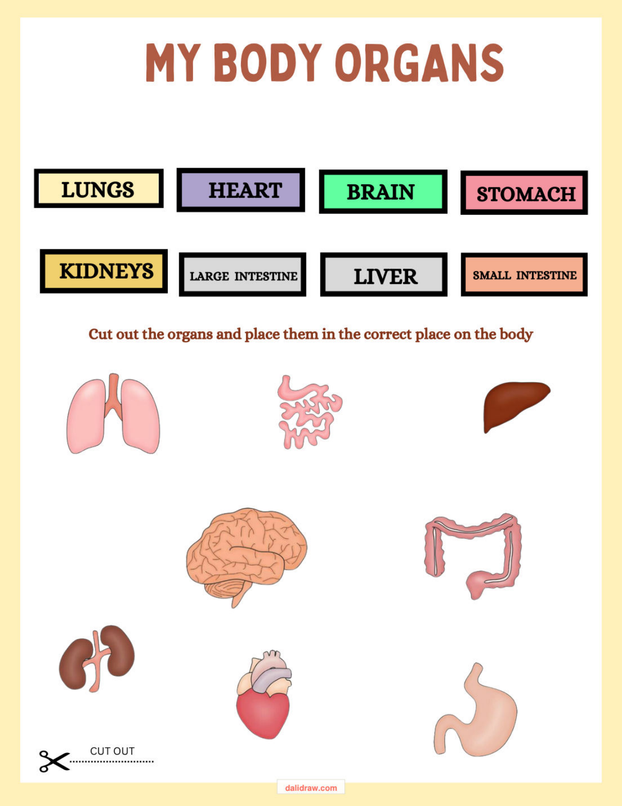 Cut and paste organs activity